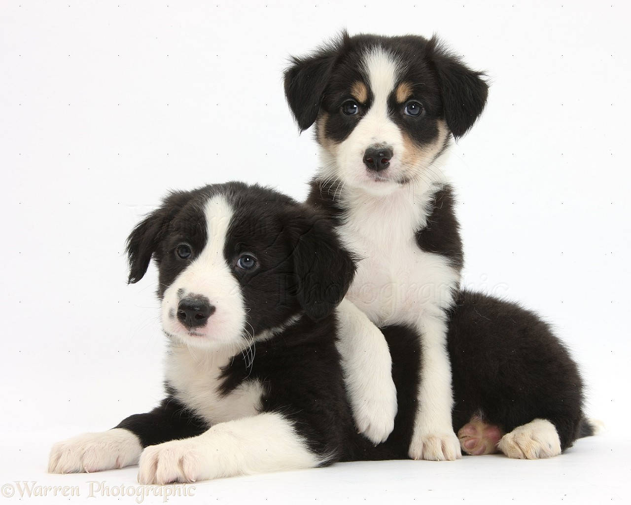 Border Collie Puppies for Sale